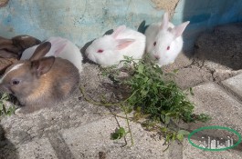 تعدادی بچه خرگوش